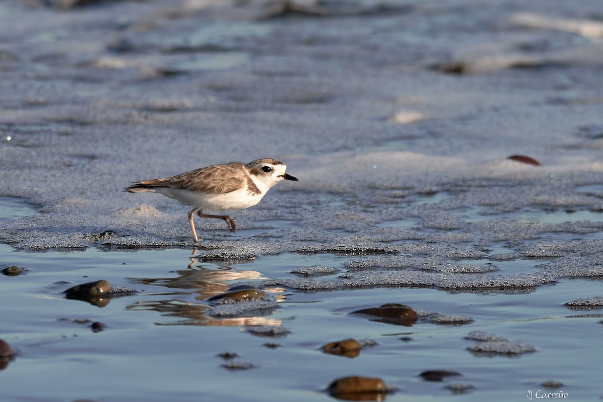 Snowy Plover - ML638297342