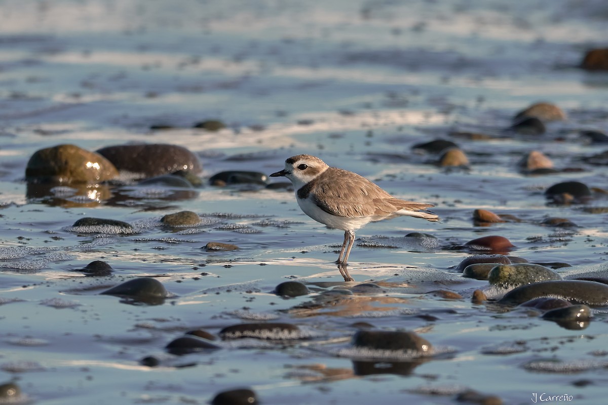 Snowy Plover - ML638297343