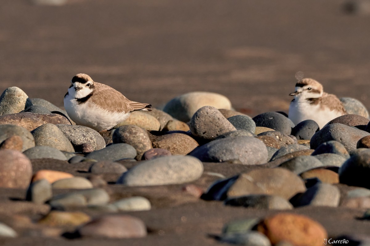 Snowy Plover - ML638297345