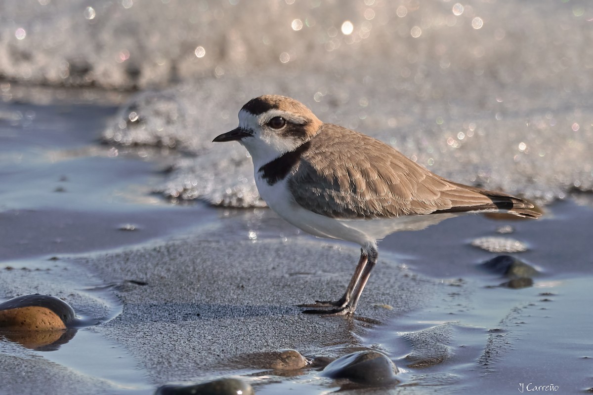 Snowy Plover - ML638297346
