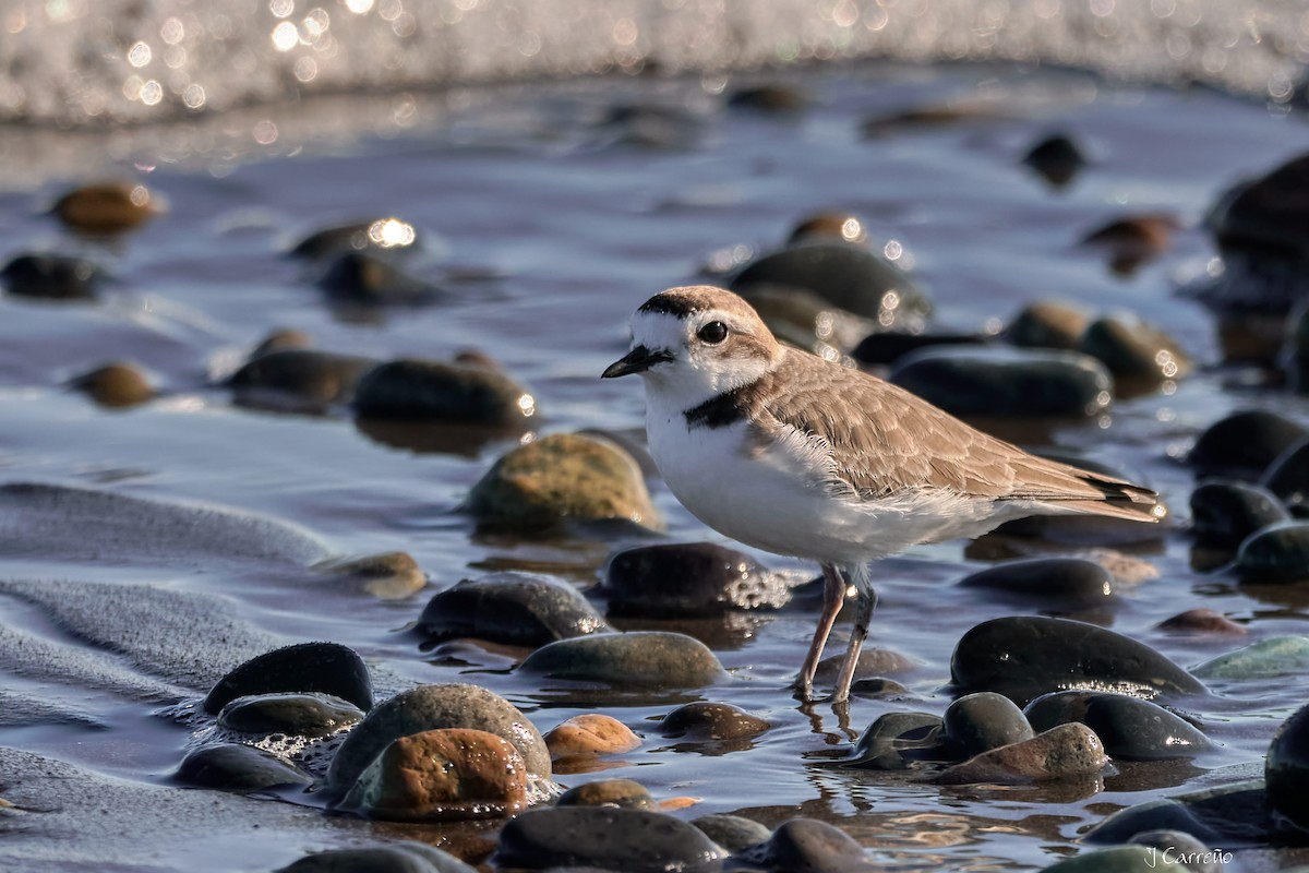 Snowy Plover - ML638297347