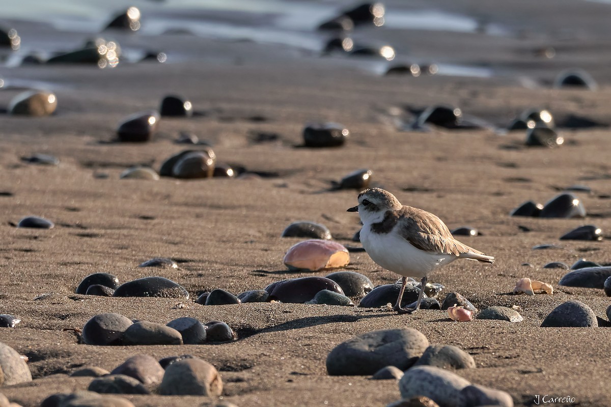 Snowy Plover - ML638297348