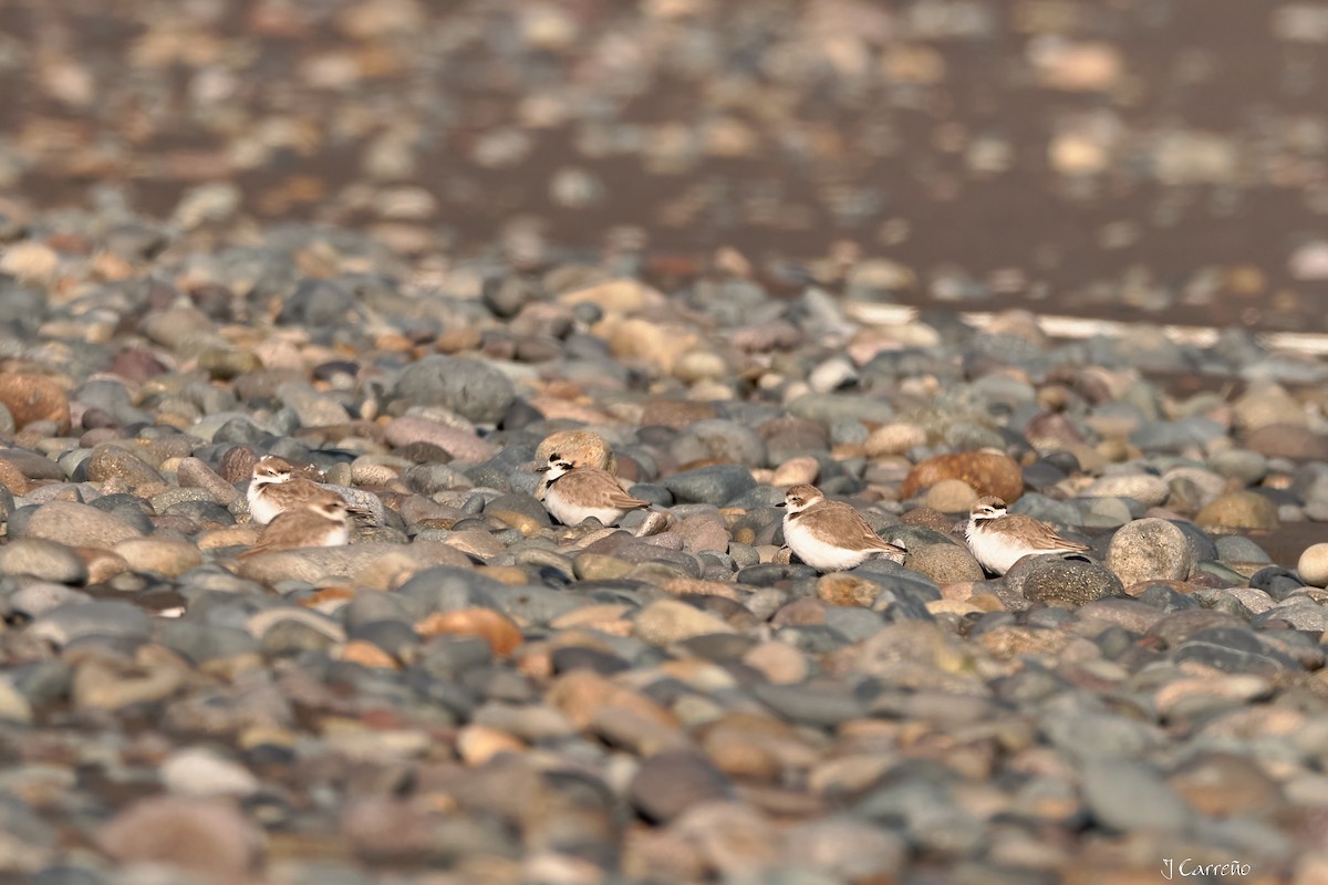 Snowy Plover - ML638297349