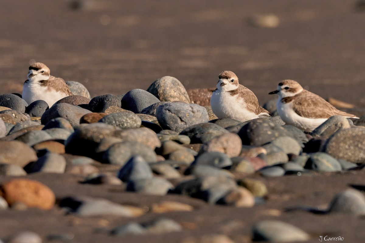 Snowy Plover - ML638297351