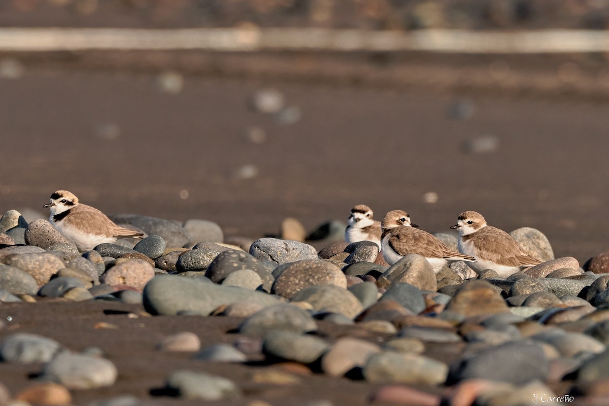 Snowy Plover - ML638297352