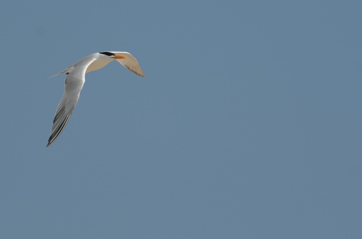 Royal Tern - ML638297368