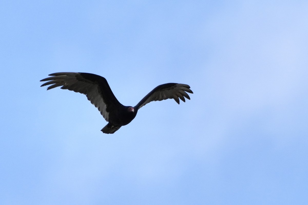 Turkey Vulture - ML638297370