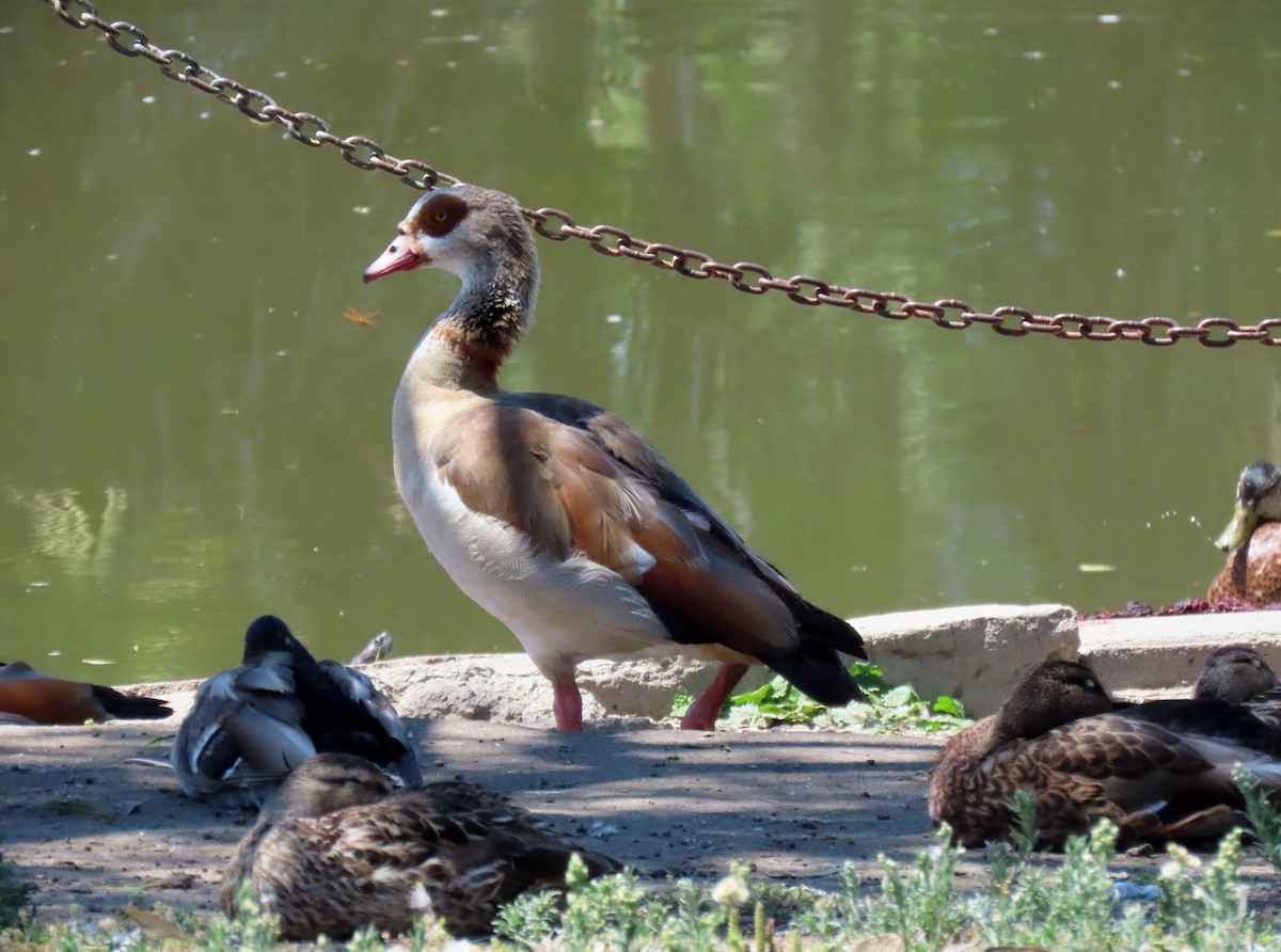 Egyptian Goose - ML638297372