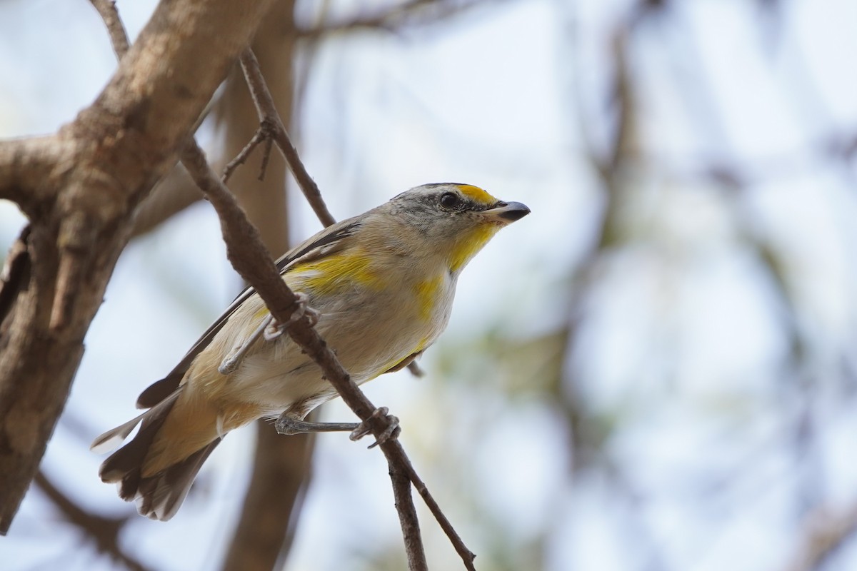 Striated Pardalote - ML638297382
