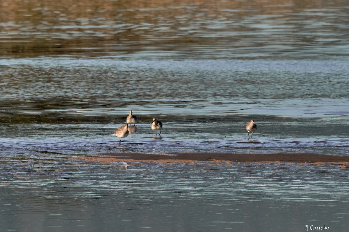 Hudsonian Godwit - ML638297384