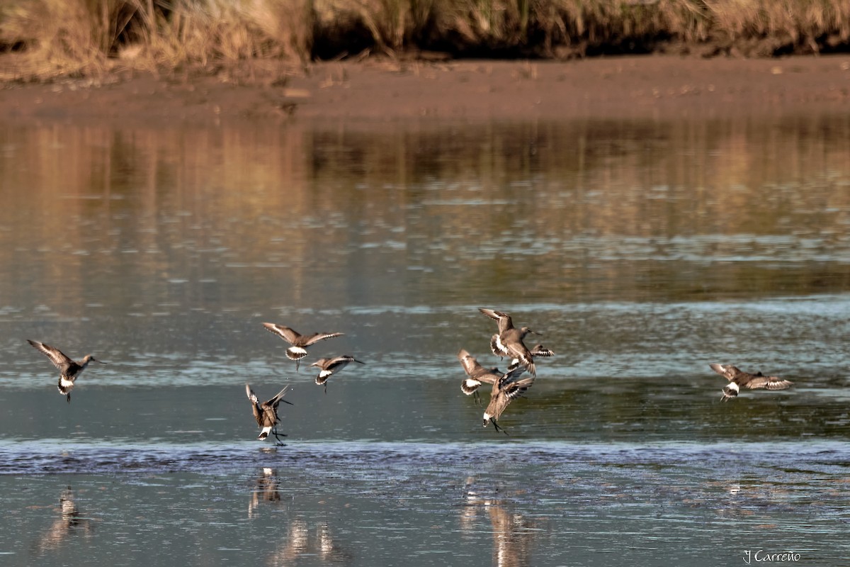 Hudsonian Godwit - ML638297385