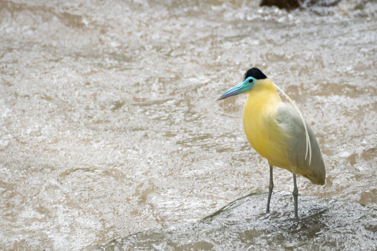 Capped Heron - ML638297389