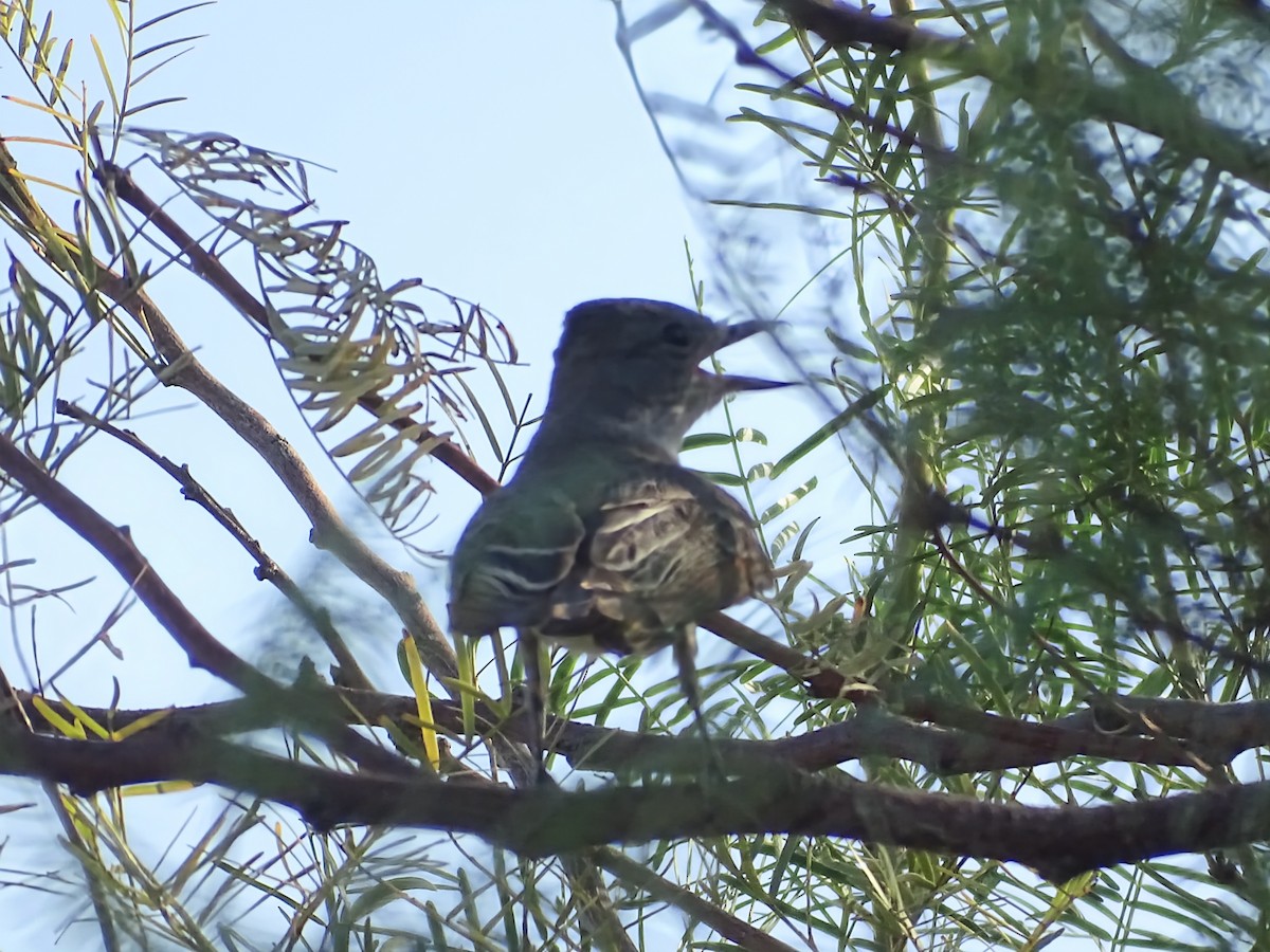 Ash-throated Flycatcher - ML638297390