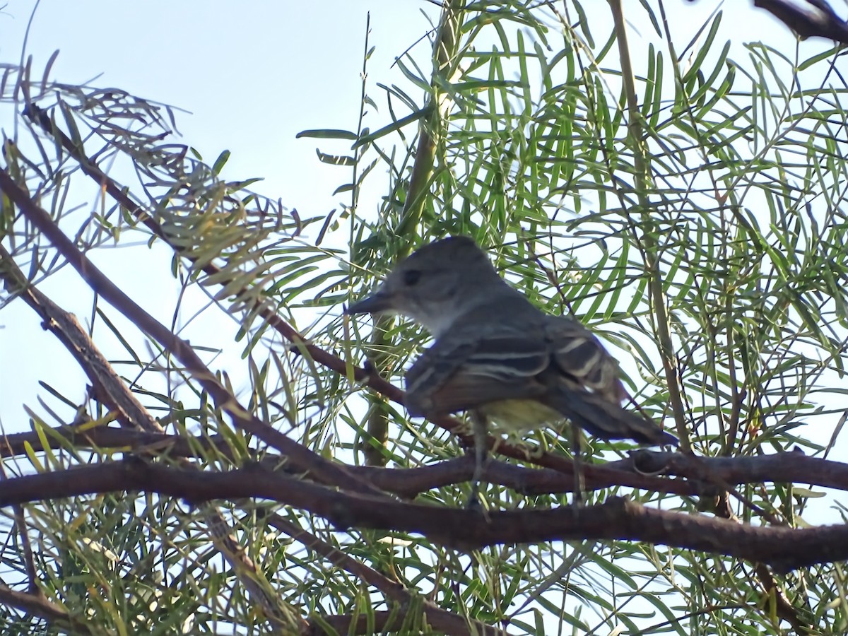 Ash-throated Flycatcher - ML638297391