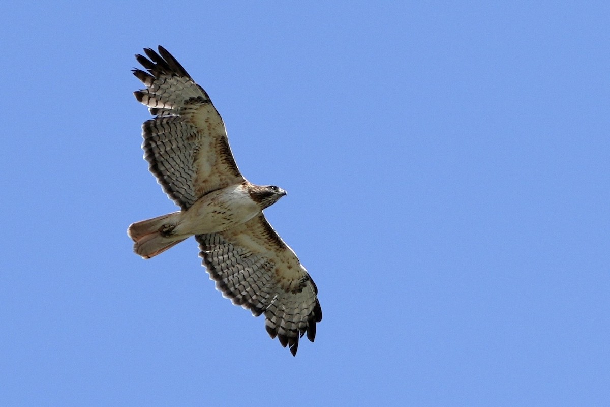 Red-tailed Hawk - ML638297394