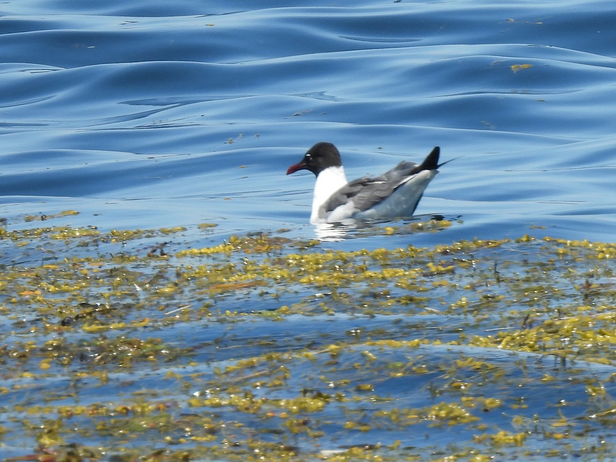 Gaviota Guanaguanare - ML638297395