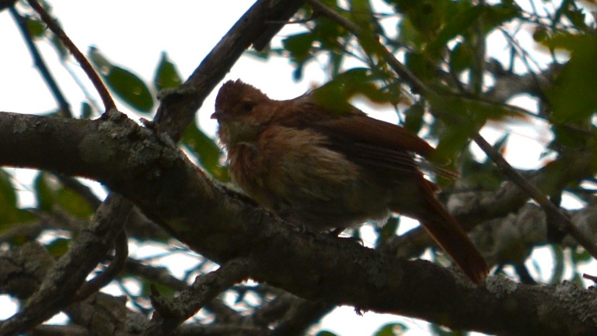 Rufous Hornero - ML638297401