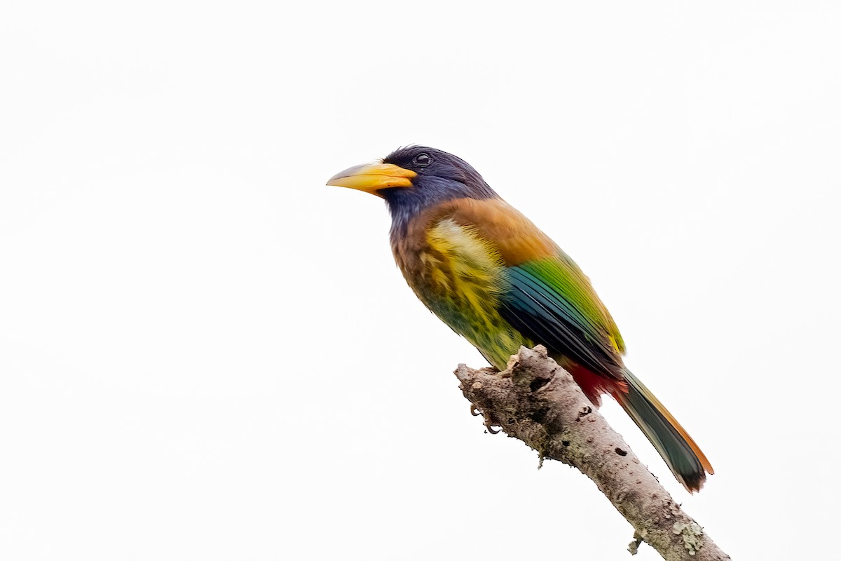 Great Barbet - ML638297404