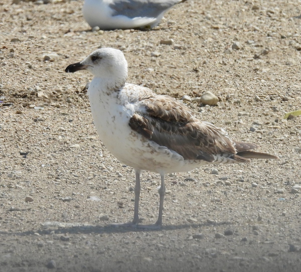 Lesser Black-backed Gull - ML638297405