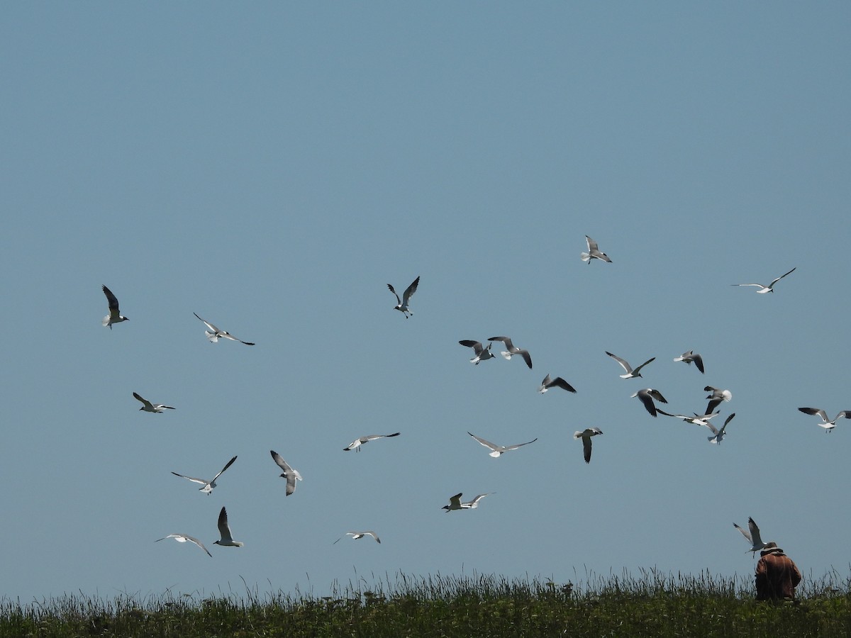 Gaviota Guanaguanare - ML638297410