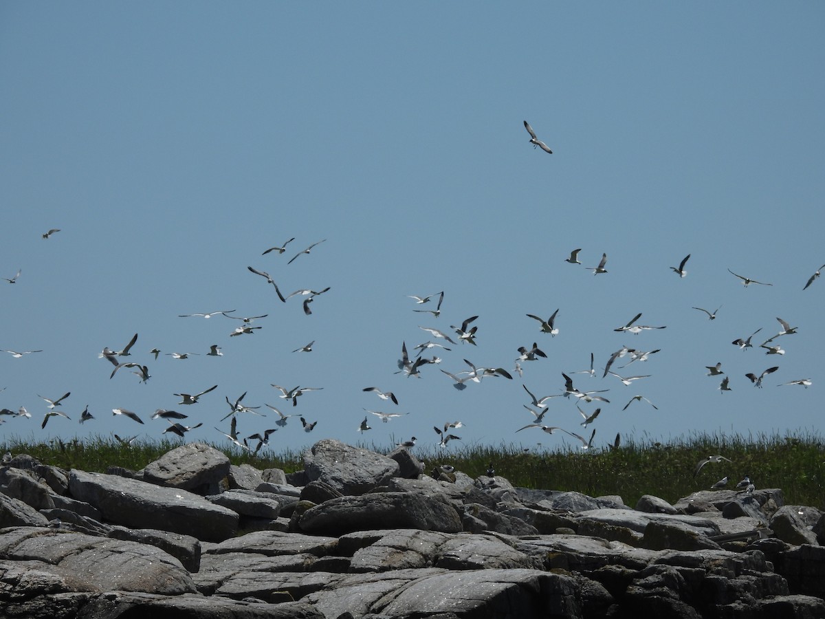 Gaviota Guanaguanare - ML638297413