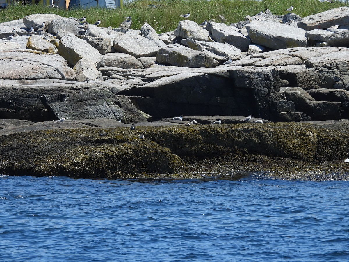 Gaviota Guanaguanare - ML638297414