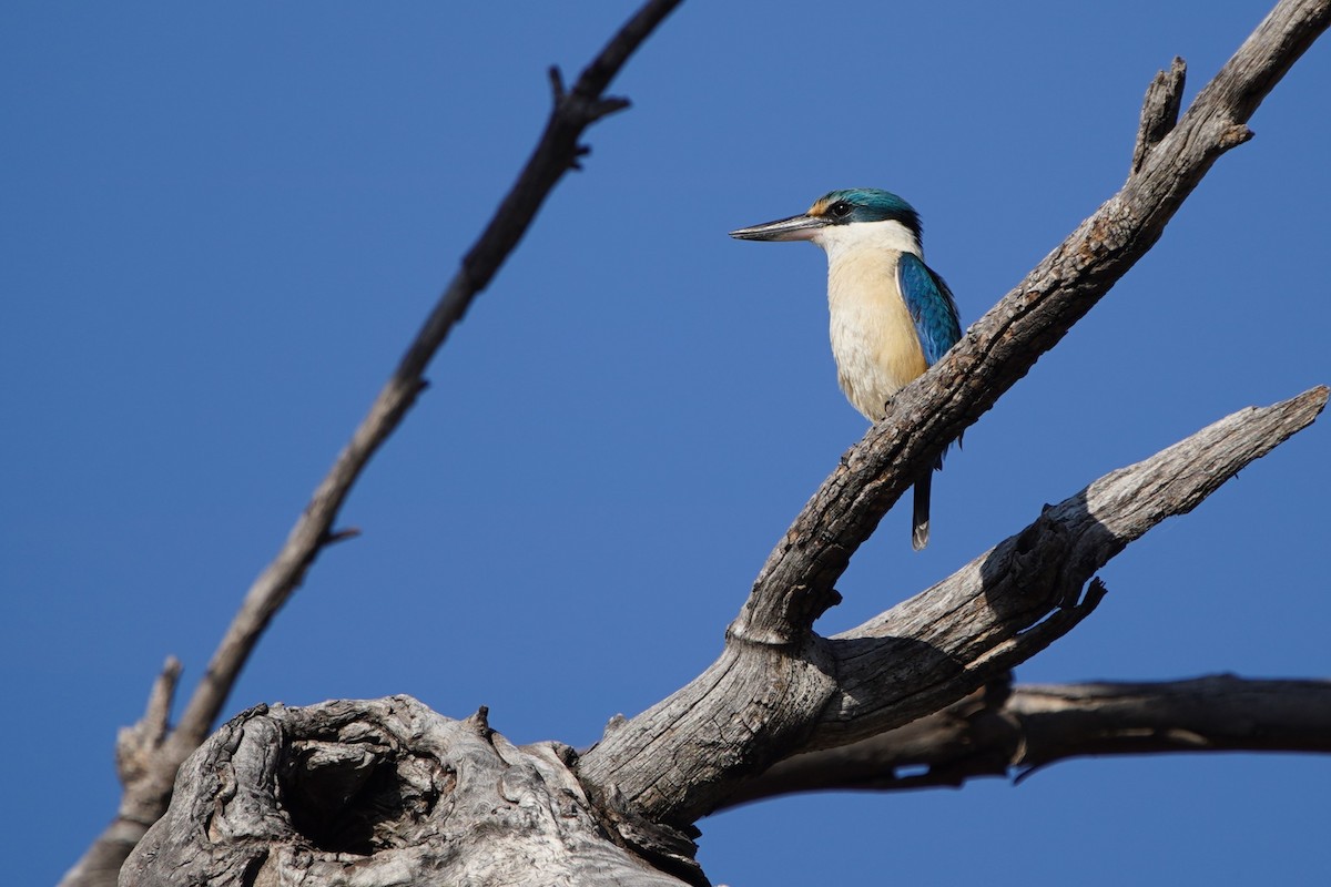 Sacred Kingfisher - ML638297415