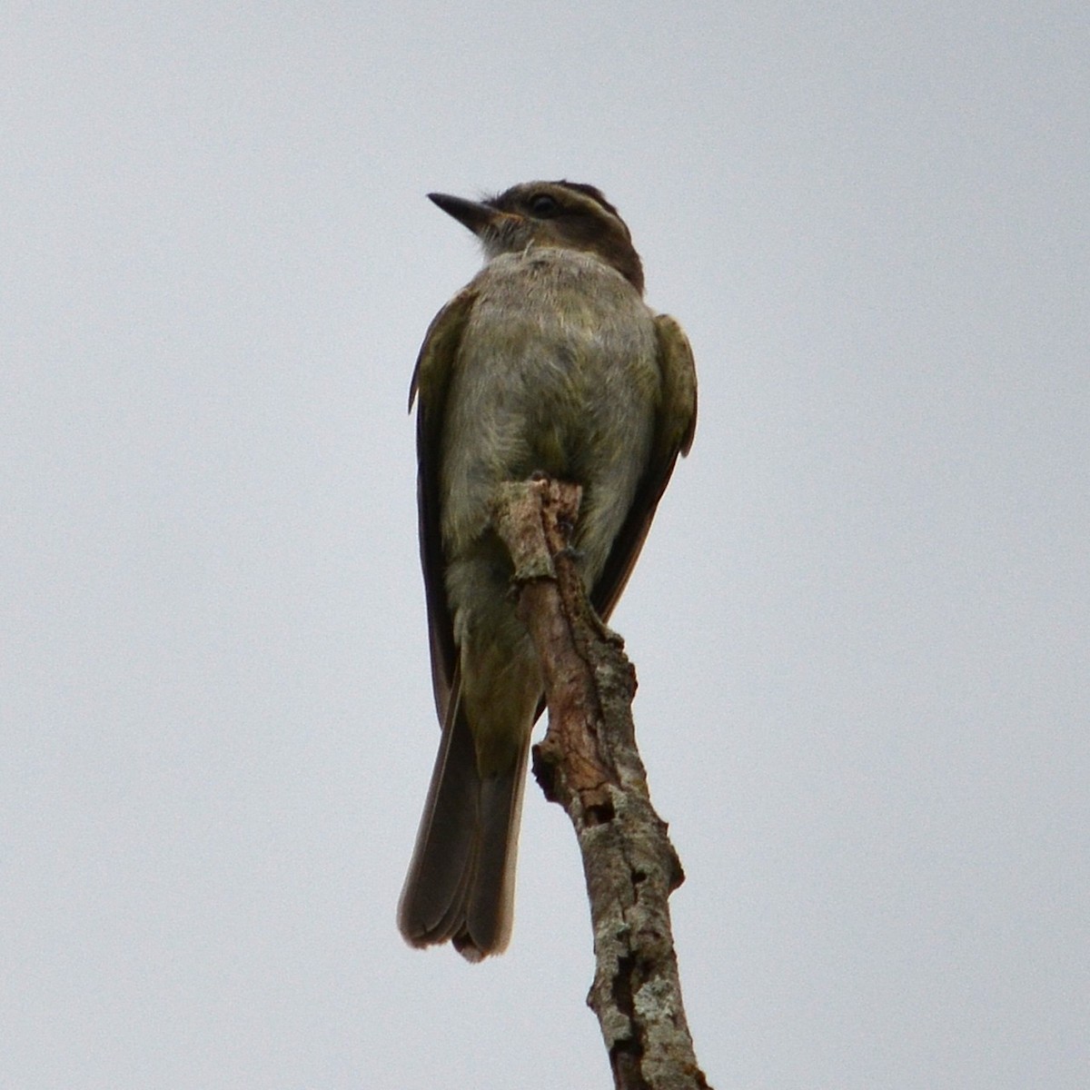Crowned Slaty Flycatcher - ML638297416