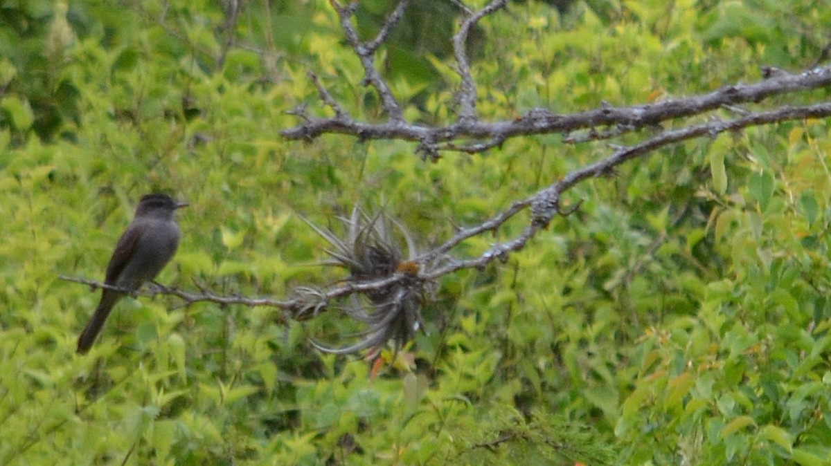 Crowned Slaty Flycatcher - ML638297418