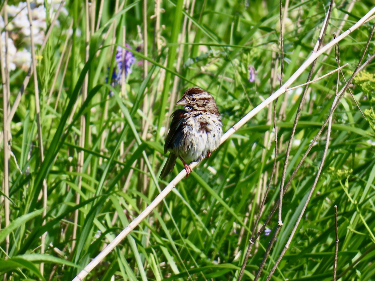 Song Sparrow - ML638297420