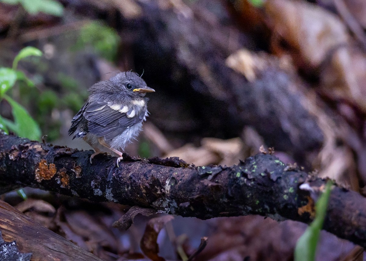 Rotschwanz-Waldsänger - ML638297427