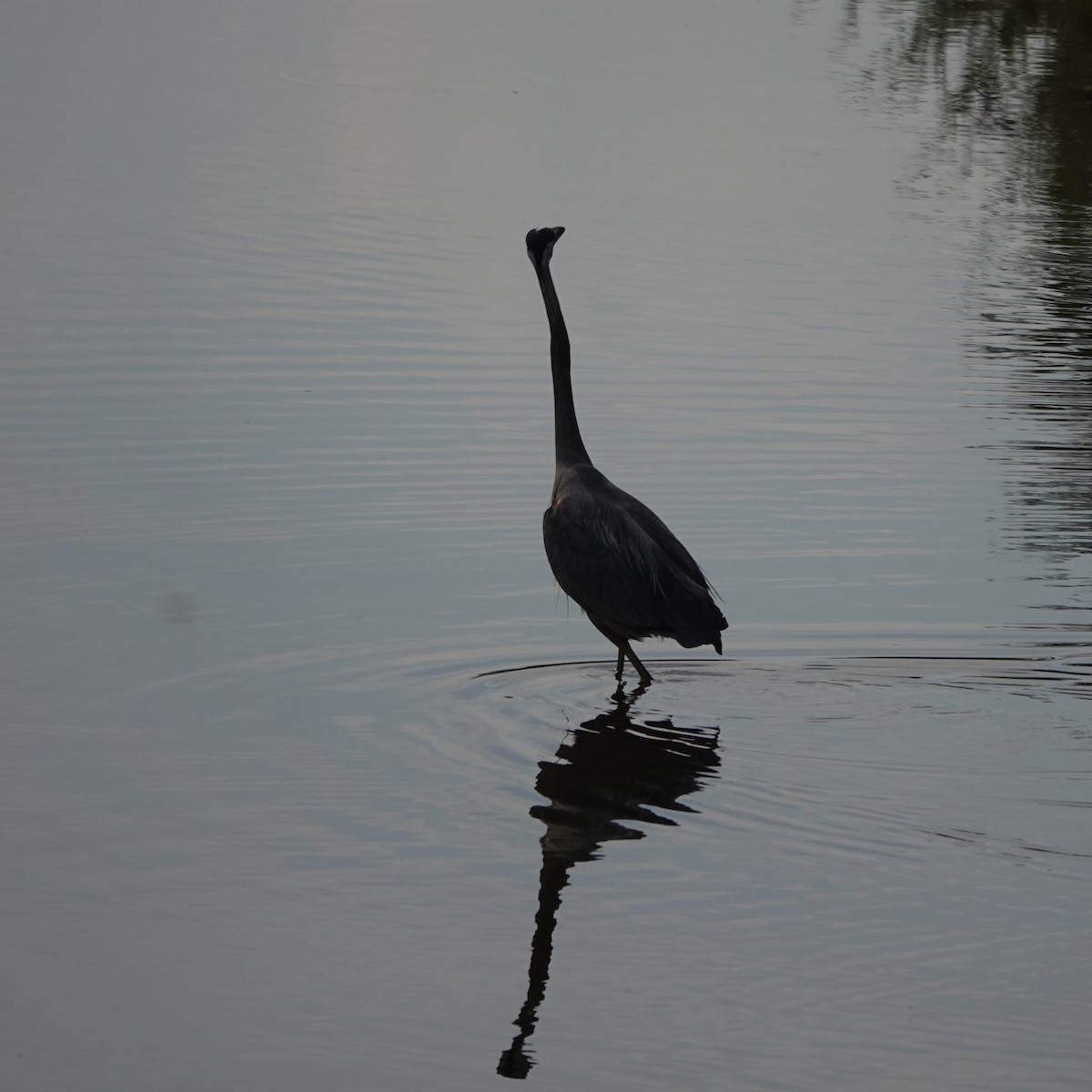 Great Blue Heron - ML638297436