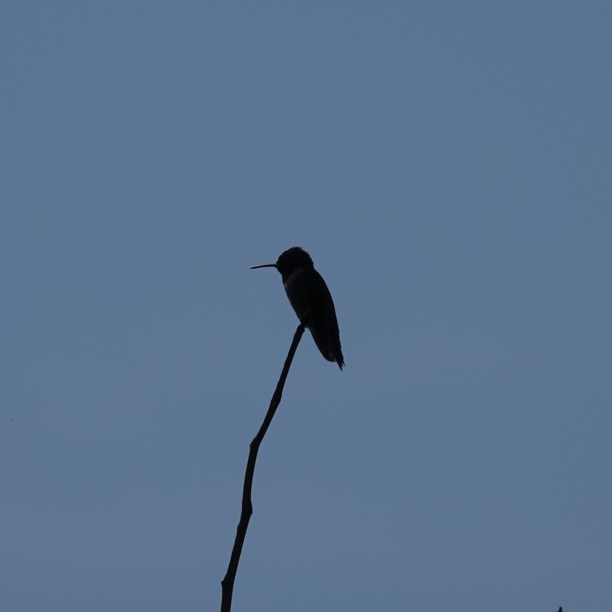 Black-chinned Hummingbird - ML638297442