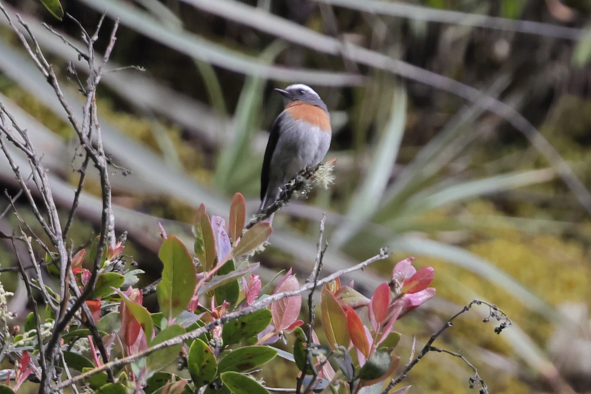 Rufous-breasted Chat-Tyrant - ML638297443