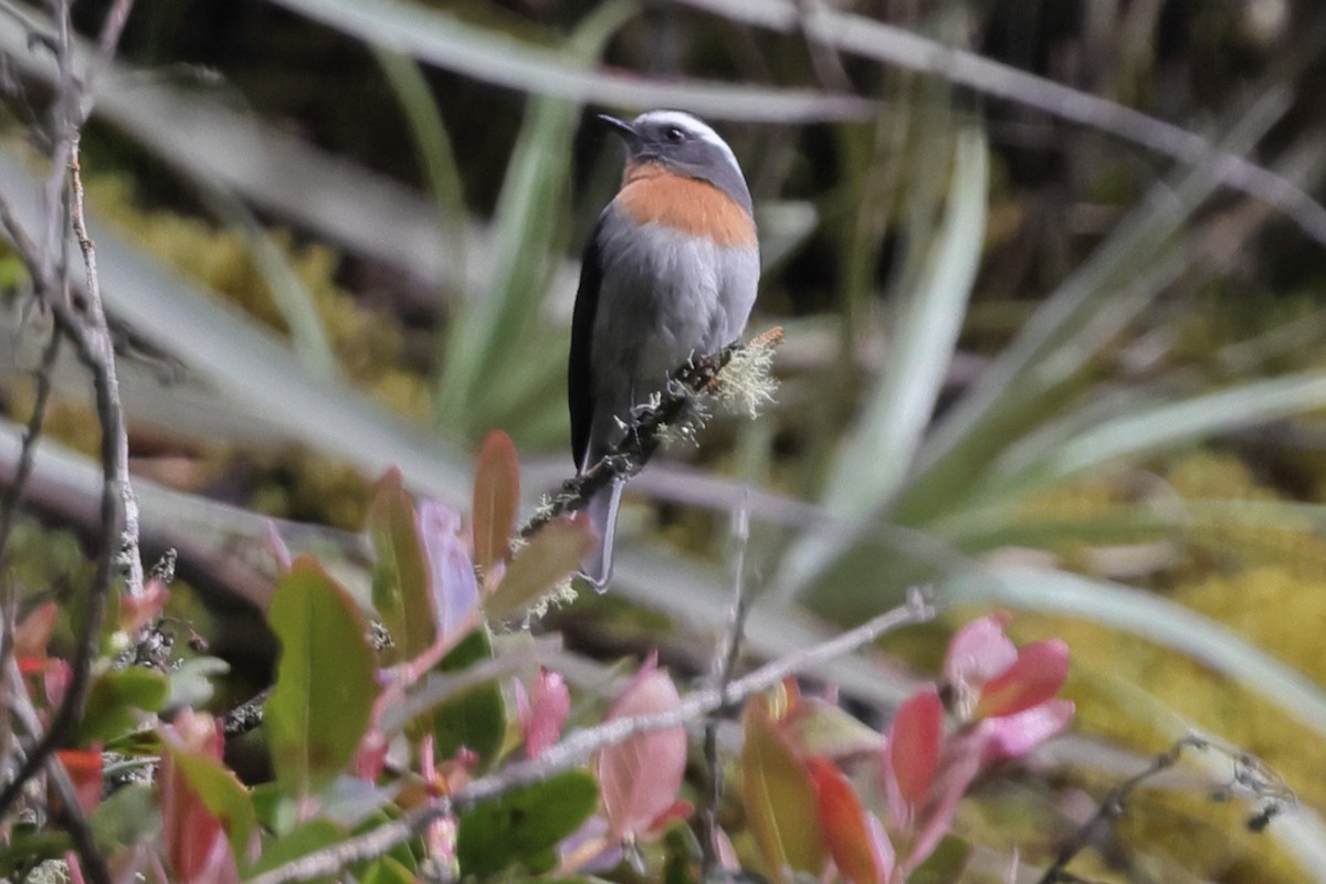 Rufous-breasted Chat-Tyrant - ML638297447