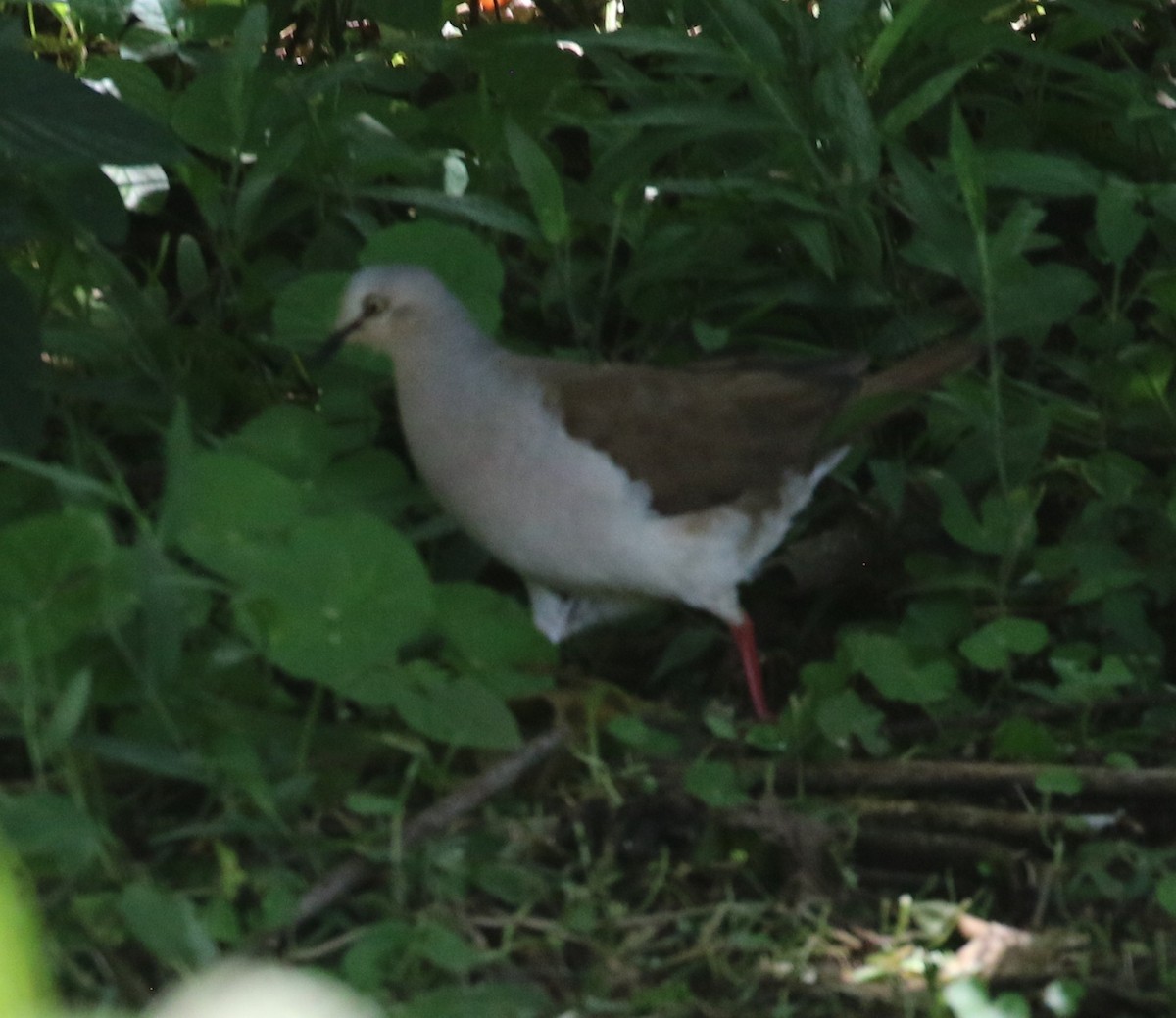 Pallid Dove - ML638297449
