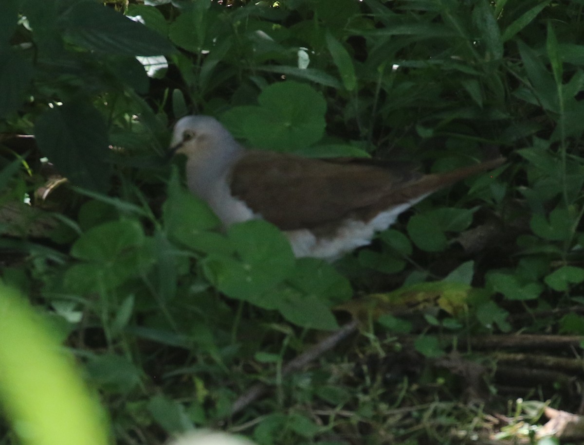 Pallid Dove - ML638297452