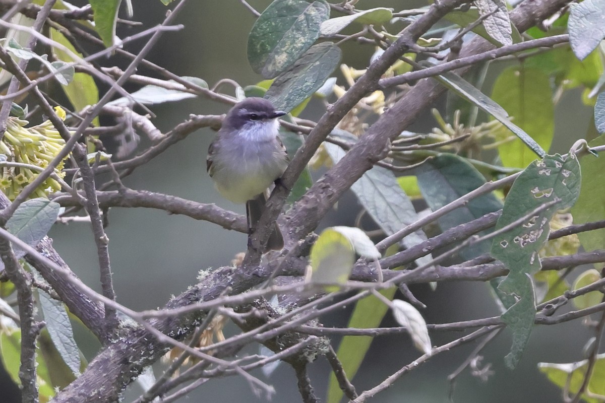 White-throated Tyrannulet - ML638297458