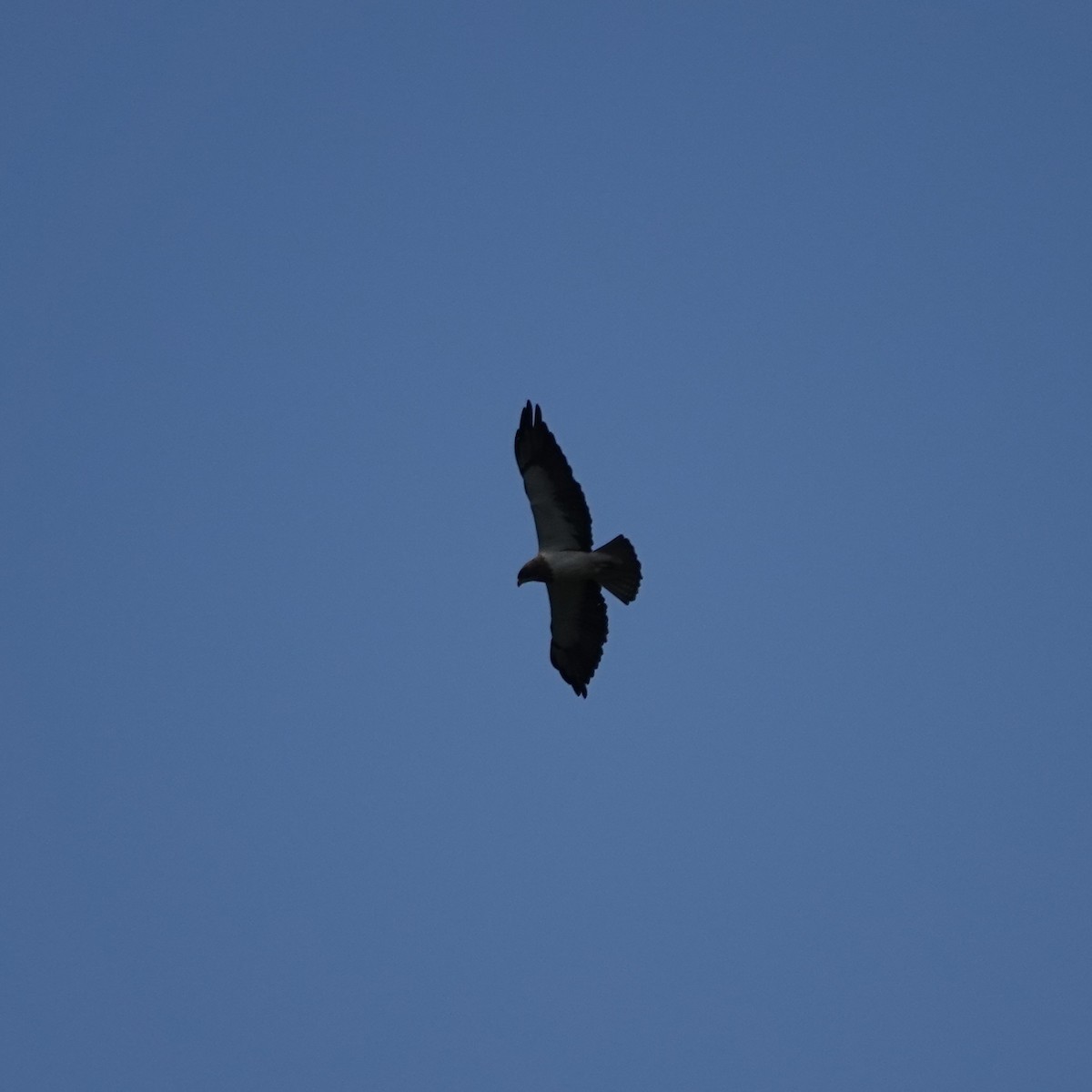 Swainson's Hawk - ML638297464