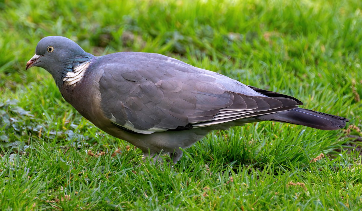 Common Wood-Pigeon - ML638297465