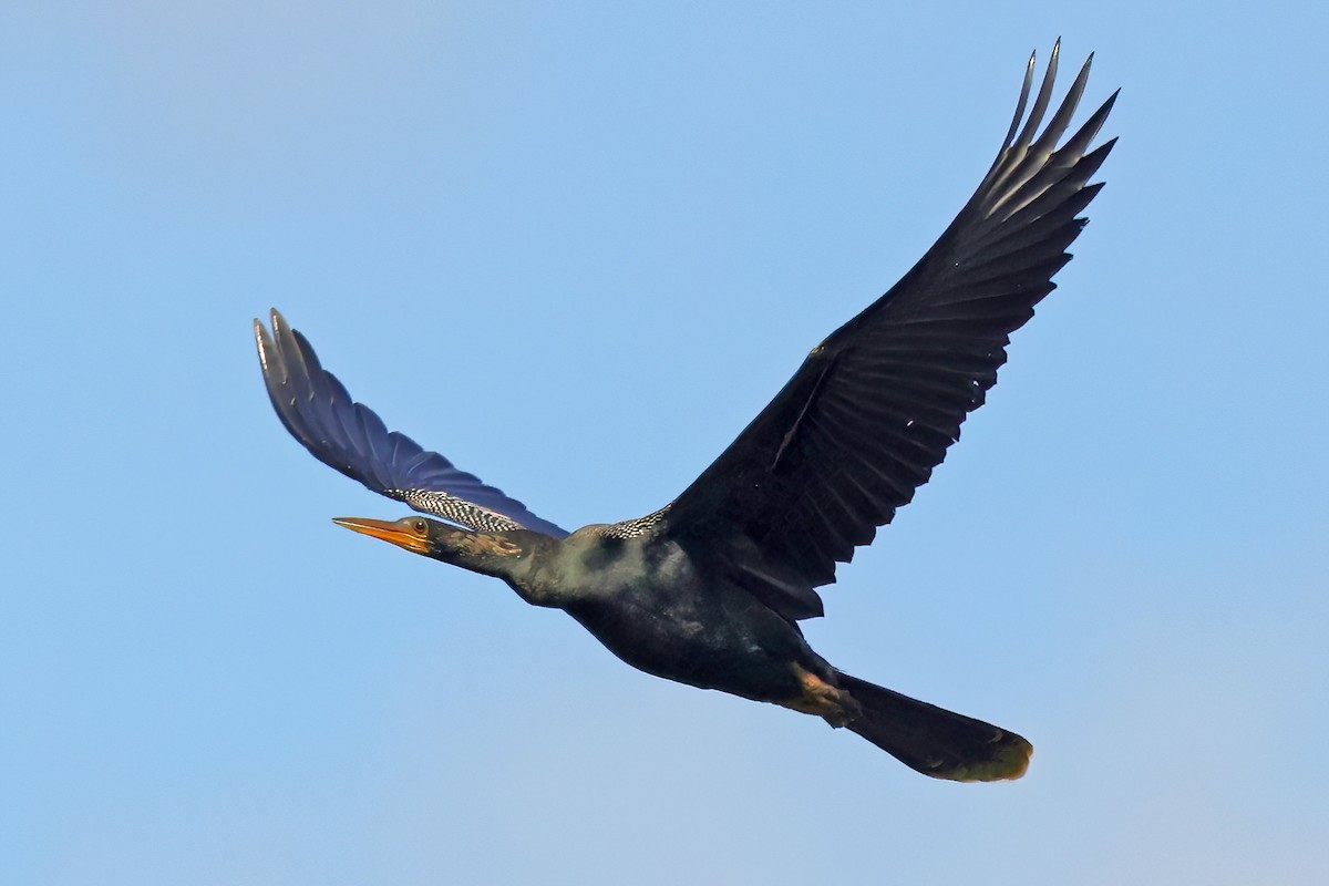 Anhinga - ML638297466
