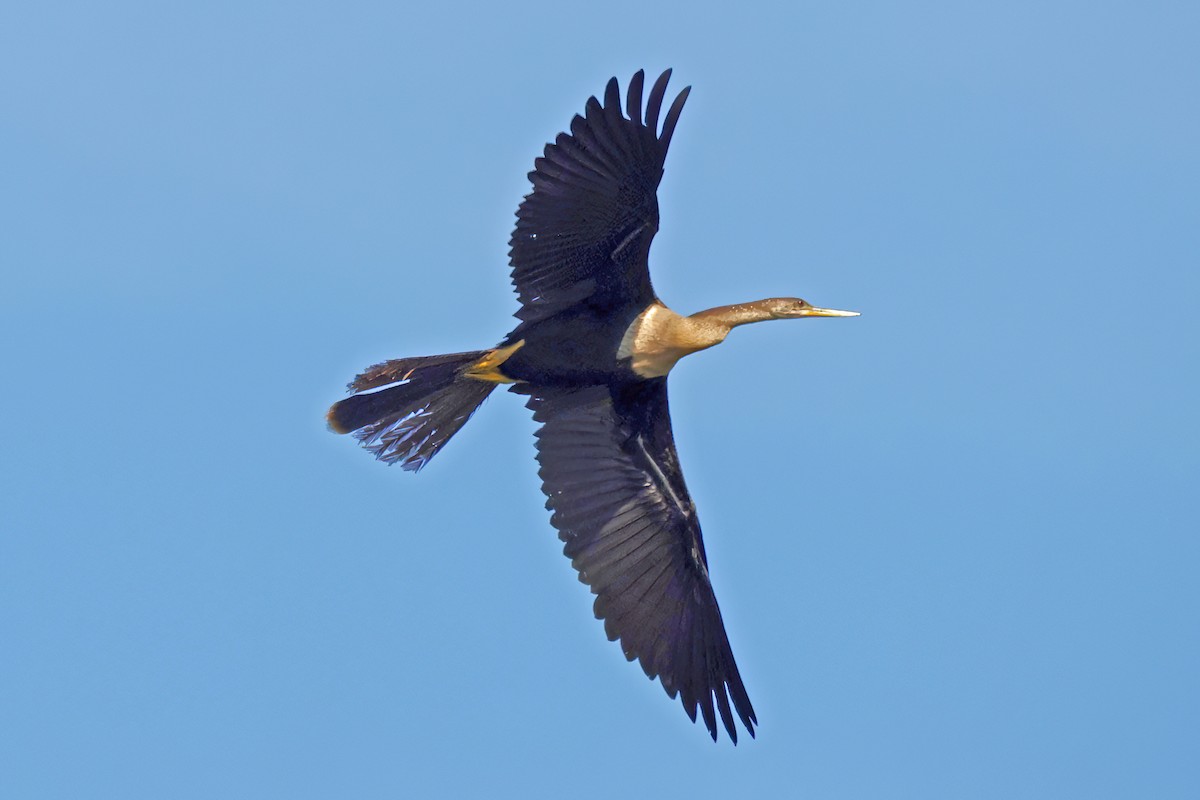 Anhinga - ML638297467
