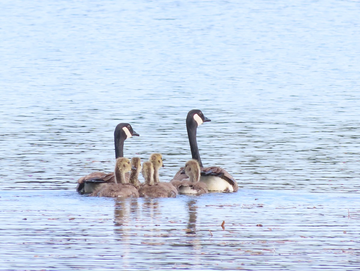 Canada Goose - ML638297469