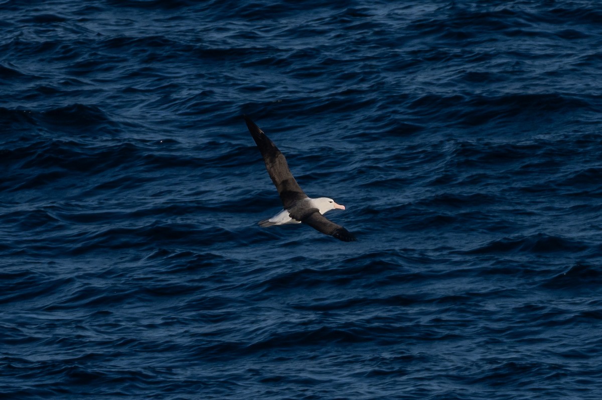 Black-browed Albatross - ML638297475