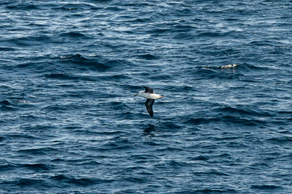 Black-browed Albatross - ML638297477