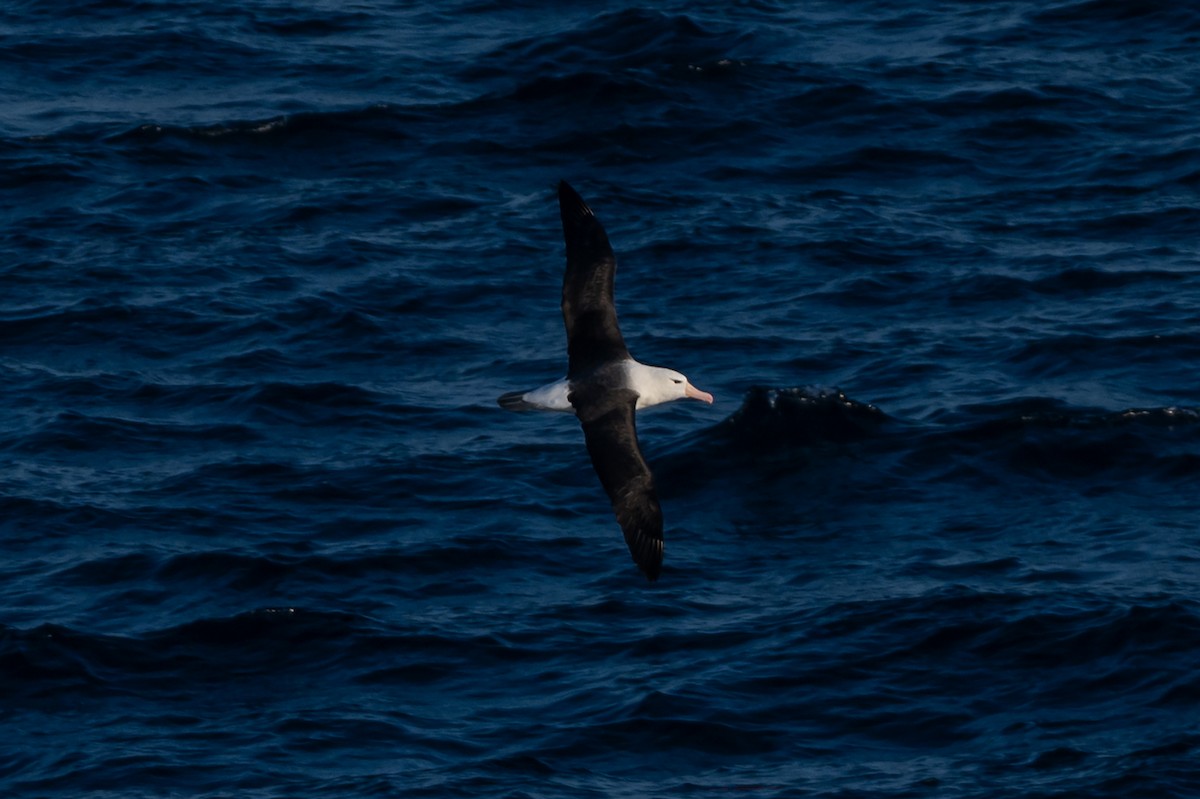 Black-browed Albatross - ML638297487