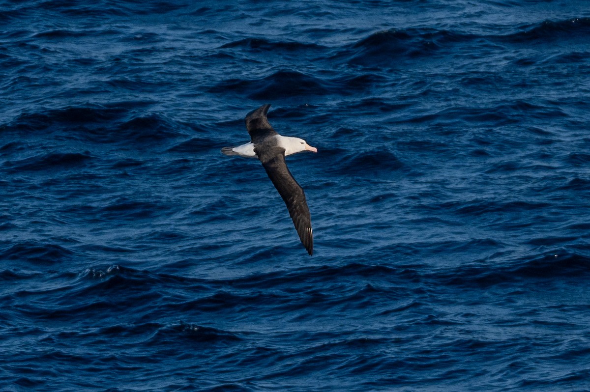 Black-browed Albatross - ML638297488