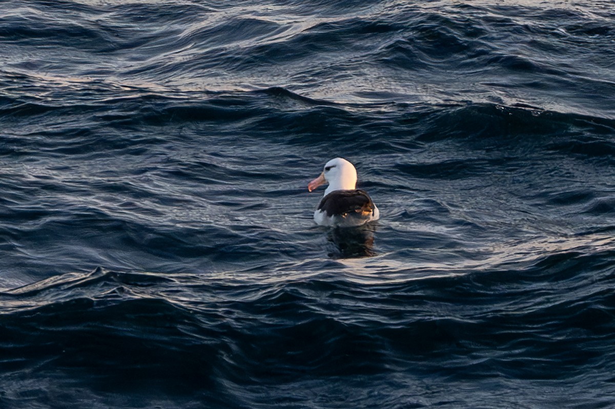 Black-browed Albatross - ML638297489