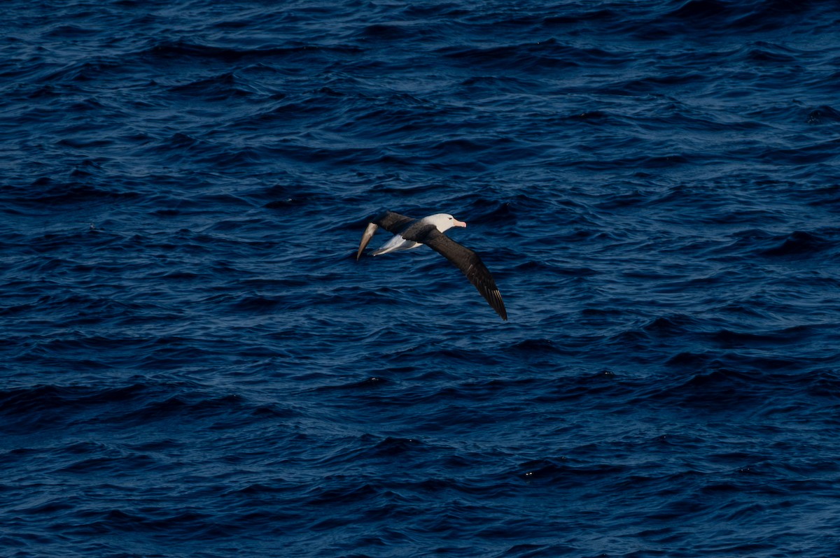 Black-browed Albatross - ML638297490