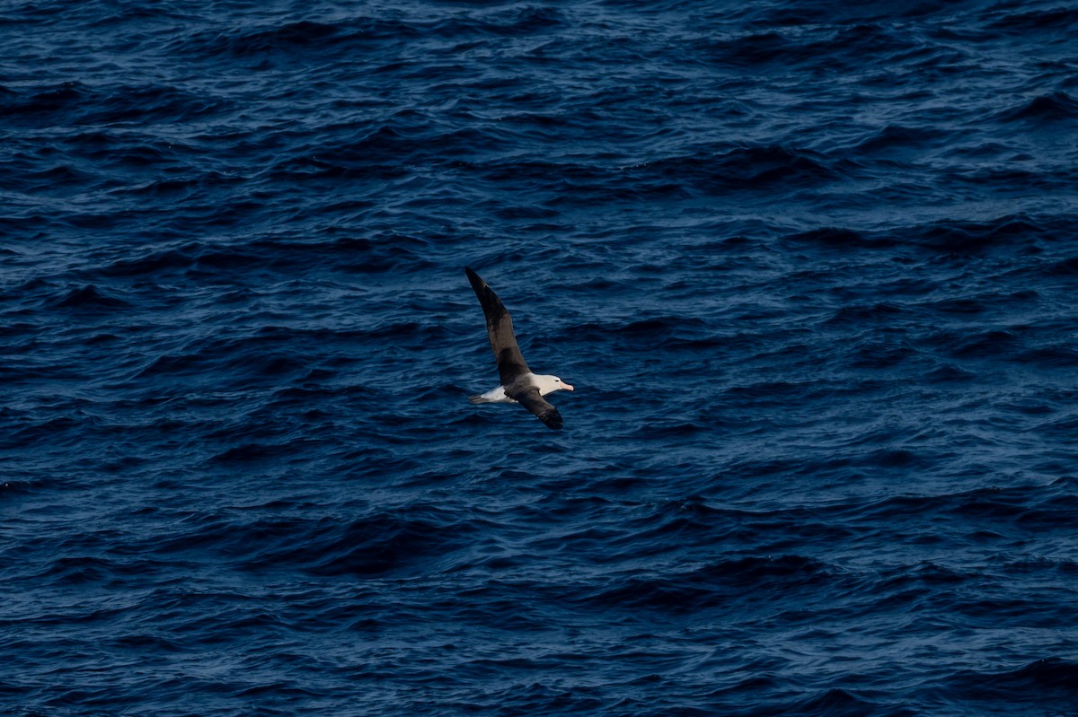 Black-browed Albatross - ML638297491